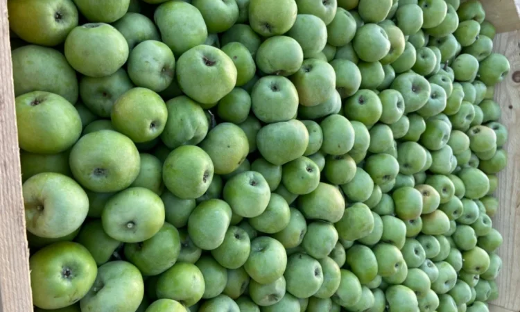 Продам яблука - фото № 2