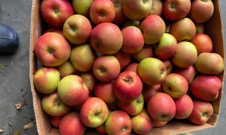 Продам яблука - фото № 3