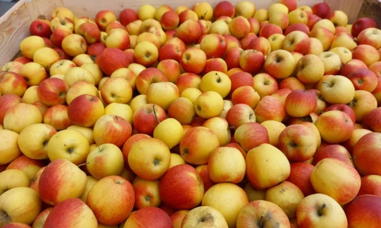 Продам яблука - фото № 4