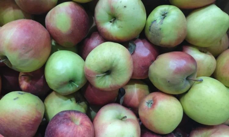 Продам яблуко на переробку - фото № 1