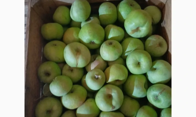 Симеренка - фото № 1