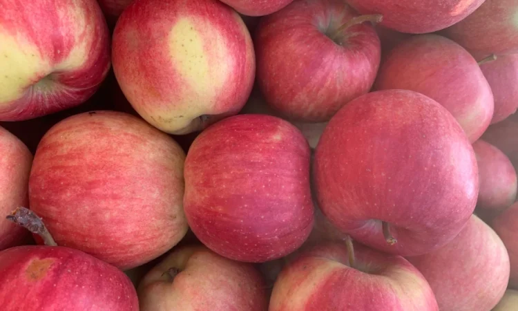 Продаются яблоки сорта Чемпион - фото № 1