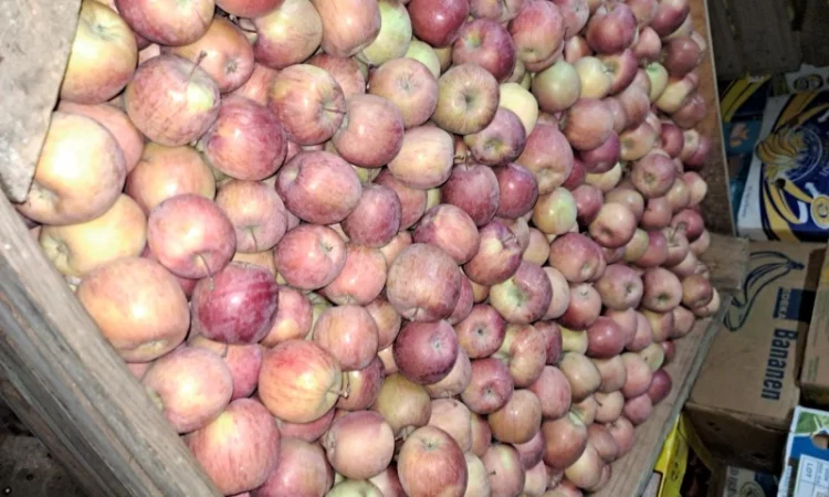 Продажа яблок разных сортов - фото № 1