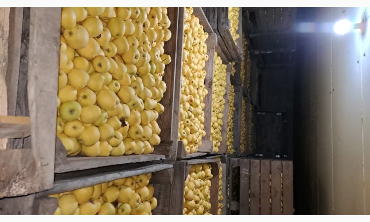 Продажа яблок разных сортов - фото № 10