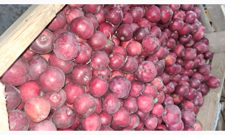 Продажа яблок разных сортов - фото № 11