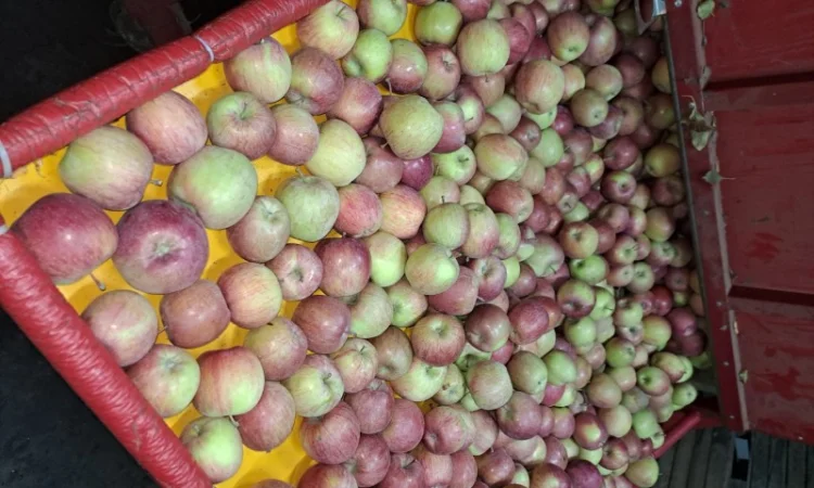 Продажа яблок разных сортов - фото № 2