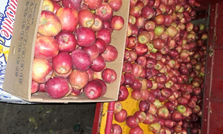 Продажа яблок разных сортов - фото № 3
