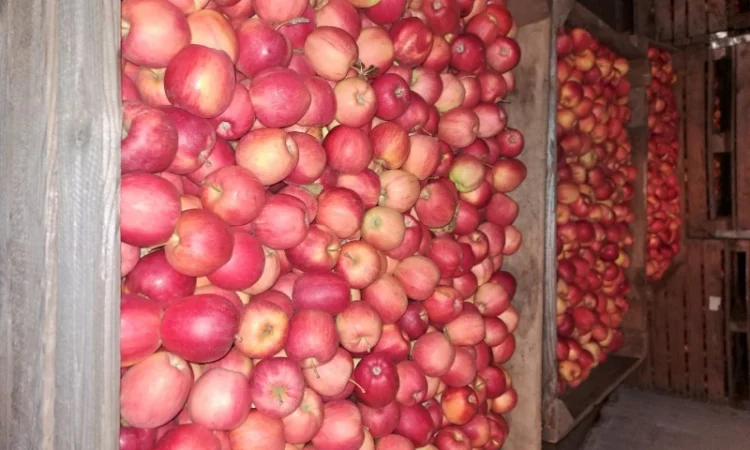 Продажа яблок разных сортов - фото № 6