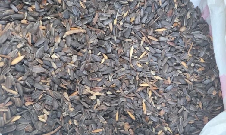 Продам сояшник - фото № 1