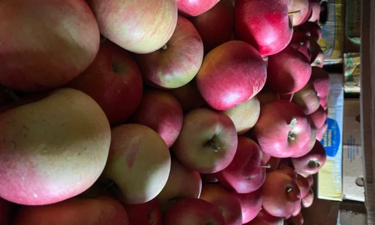 Продаю яблоки собственного производства с холодильника и склада - фото № 2