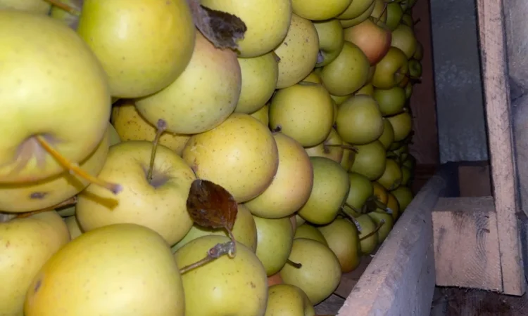 Продаю яблоки собственного производства с холодильника и склада - фото № 3