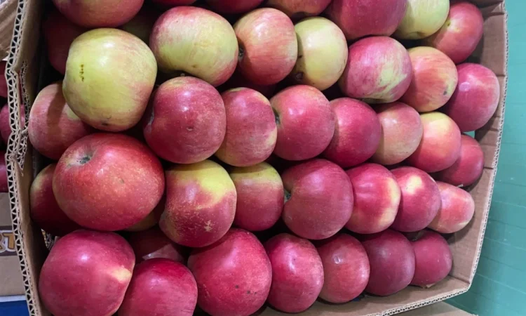 Продаю яблоки собственного производства с холодильника и склада - фото № 1