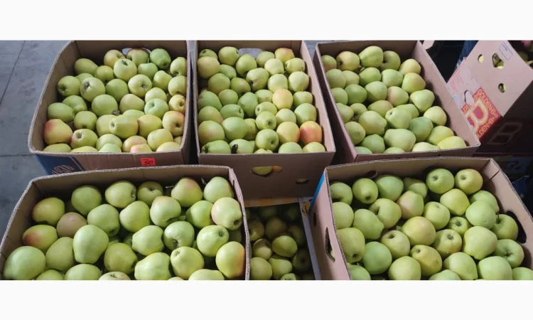 Продам Голден - фото № 6