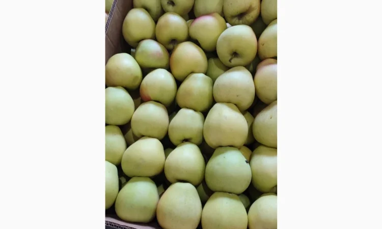 Продам Голден - фото № 1