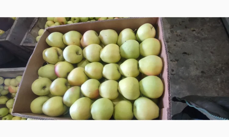 Продам Голден - фото № 2