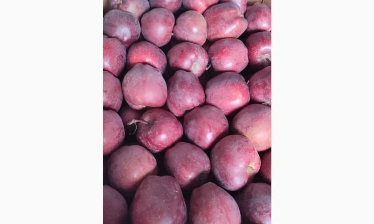 Продам Голден - фото № 3