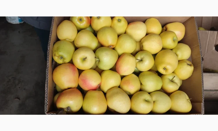 Продам Голден - фото № 4