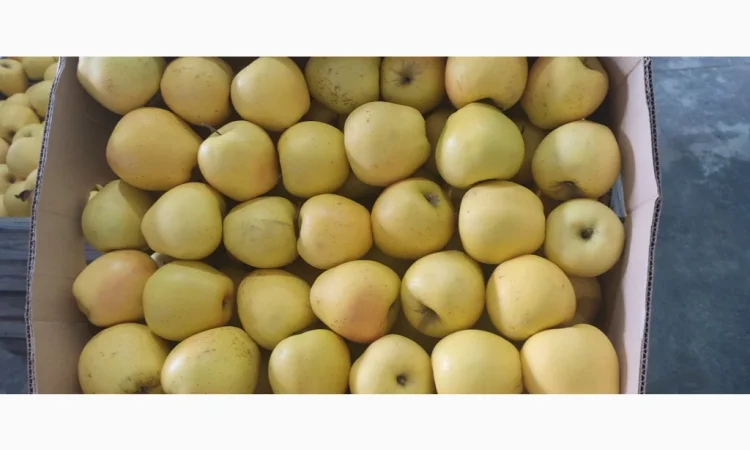 Продам Голден - фото № 5