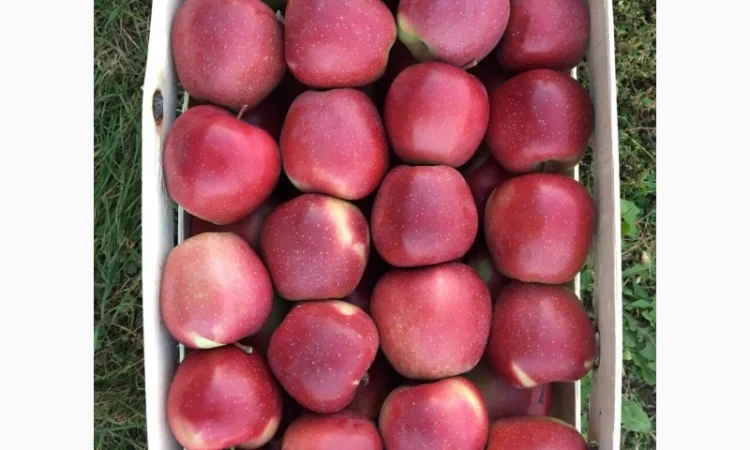 Продаються яблука оптом від виробника. Великий вибір сортів - фото № 1