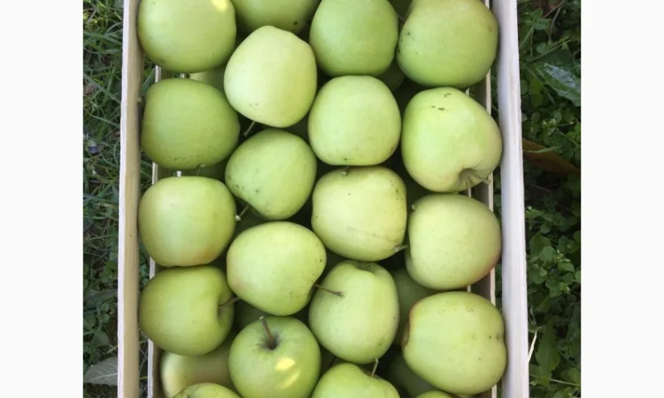 Продаються яблука оптом від виробника. Великий вибір сортів - фото № 3