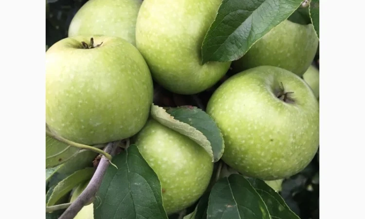 Продаються яблука оптом від виробника. Великий вибір сортів - фото № 4