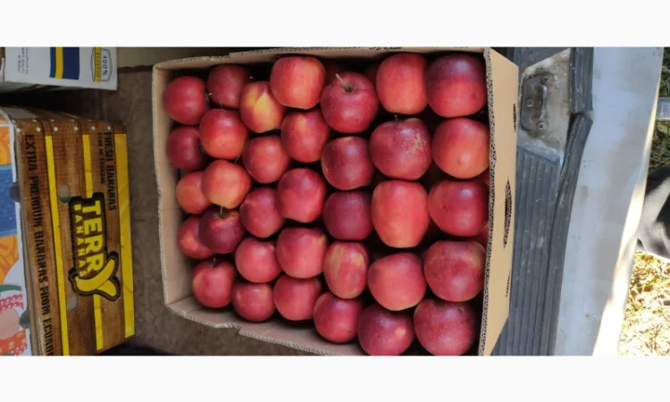 Продаются яблоки сортов Флоріна, Айдаред, Пінова, Чемпіон, Ліголь, Голден - фото № 2