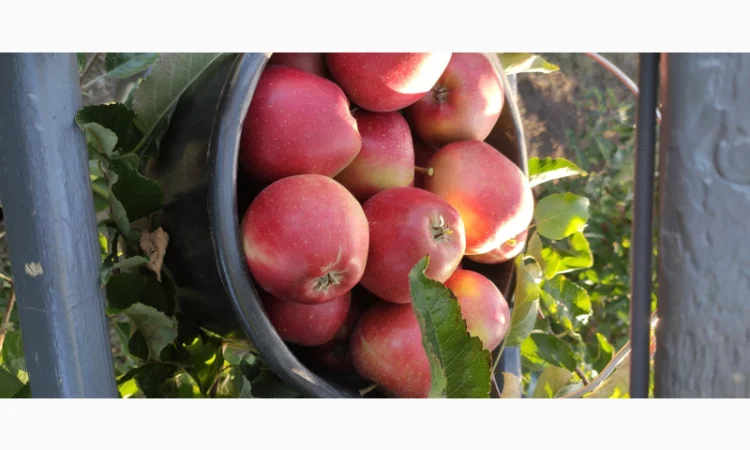 Продаются яблоки сортов Флоріна, Айдаред, Пінова, Чемпіон, Ліголь, Голден - фото № 3