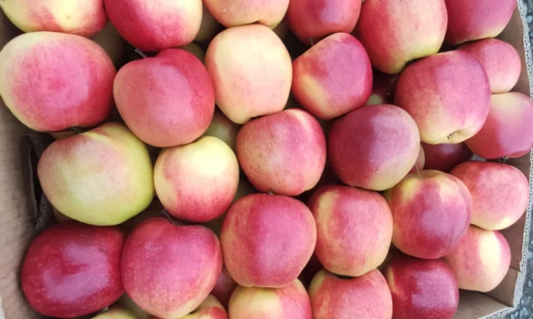 Продаются яблоки сортов Флоріна, Айдаред, Пінова, Чемпіон, Ліголь, Голден - фото № 4