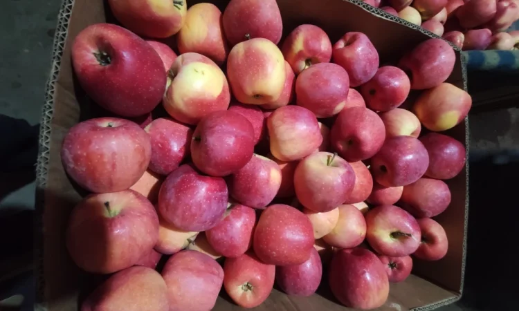 Продаются яблоки сортов Флоріна, Айдаред, Пінова, Чемпіон, Ліголь, Голден - фото № 5