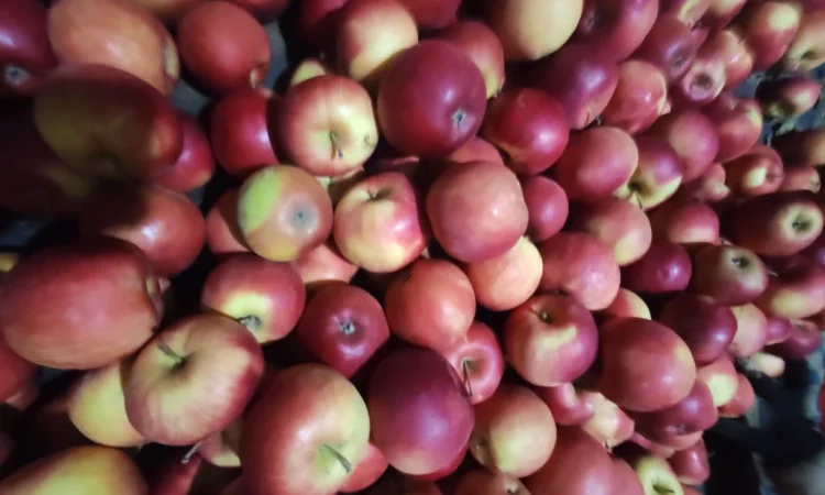 Продаются яблоки сортов Флоріна, Айдаред, Пінова, Чемпіон, Ліголь, Голден - фото № 6