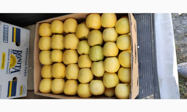 Продаются яблоки сортов Флоріна, Айдаред, Пінова, Чемпіон, Ліголь, Голден - фото № 1