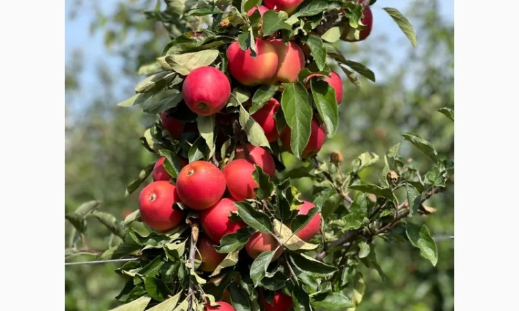 Продаются яблоки различных сортов - фото № 1