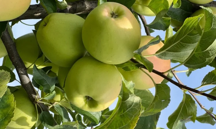 Продаются яблоки различных сортов - фото № 3