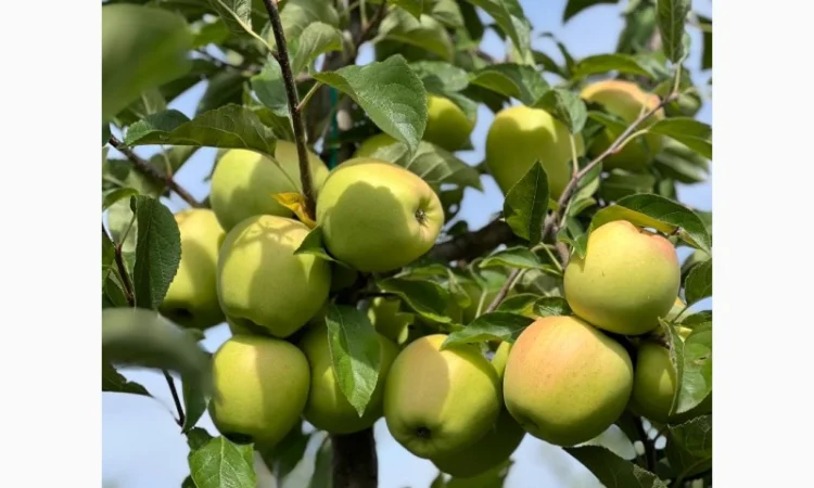 Продаются яблоки различных сортов - фото № 4