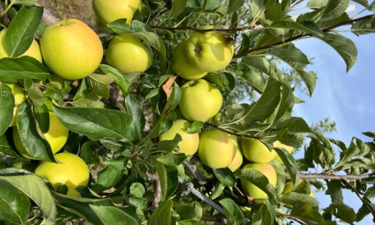 Продаются яблоки различных сортов - фото № 5