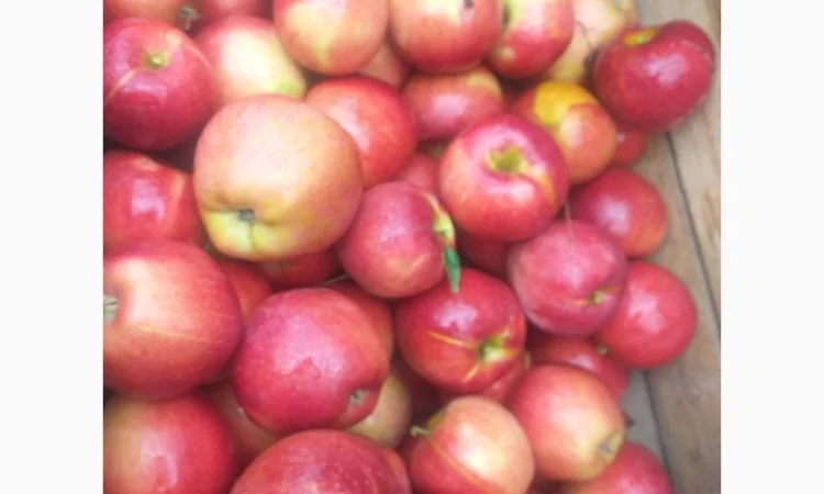 Пропонуються яблука сортів Дакоста, Айдаред, Моді, Евеліна - фото № 1