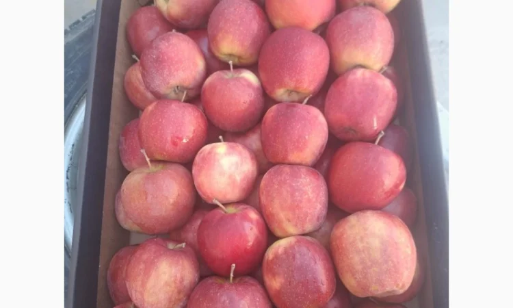Продаются яблоки из Польши - фото № 1