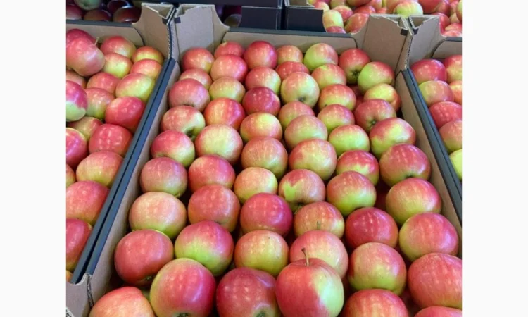 Продаются яблоки из Польши - фото № 3