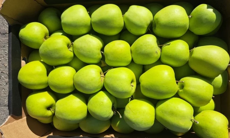 Продаются яблоки из Польши - фото № 4