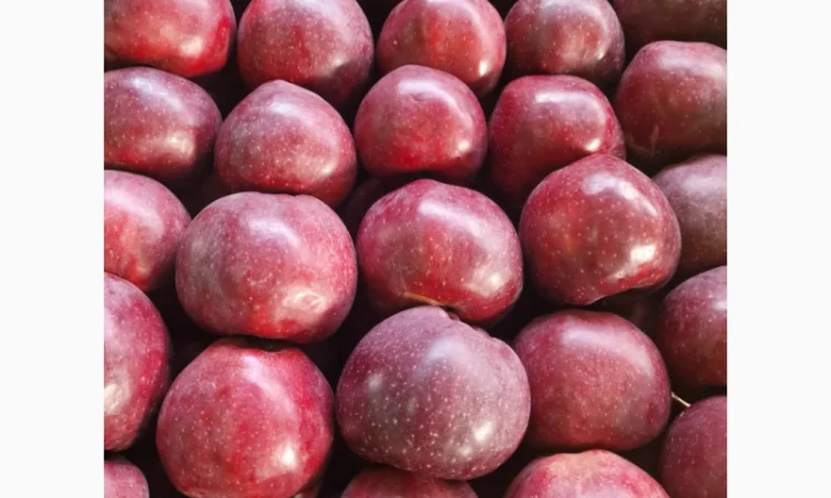 Продаются яблоки сорта Гала - фото № 3