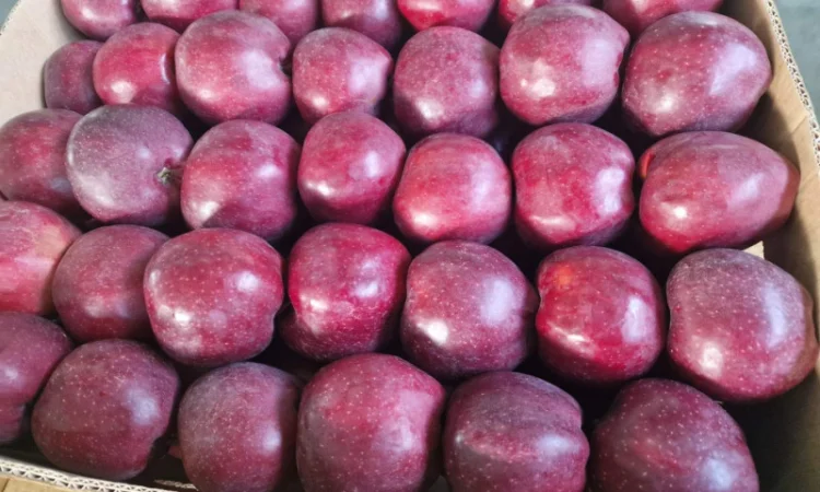 Продаются яблоки сорта Гала - фото № 4