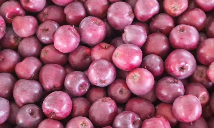 Продаются яблоки сорта Гала - фото № 5