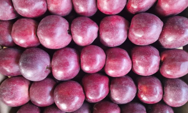 Продаются яблоки сорта Гала - фото № 6