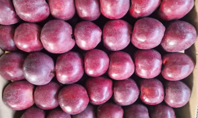 Продаются яблоки сорта Гала - фото № 1