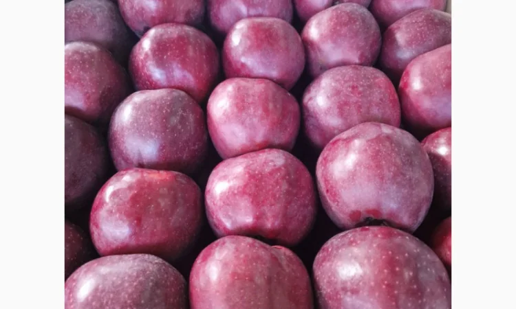 Продаются яблоки сорта Гала - фото № 2