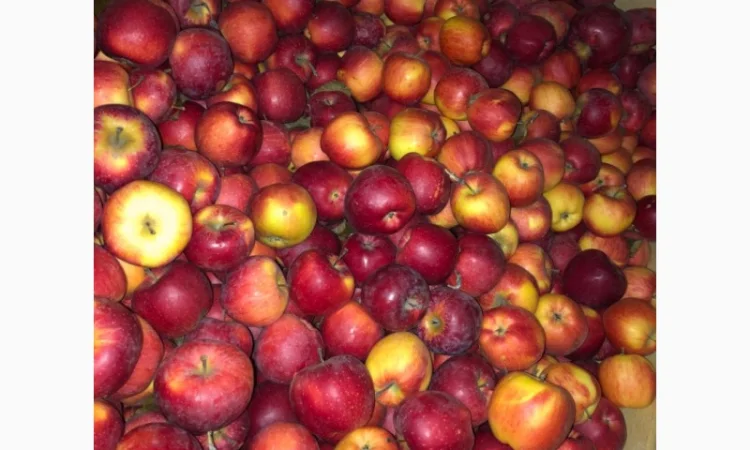 Яблука флоріна - фото № 1