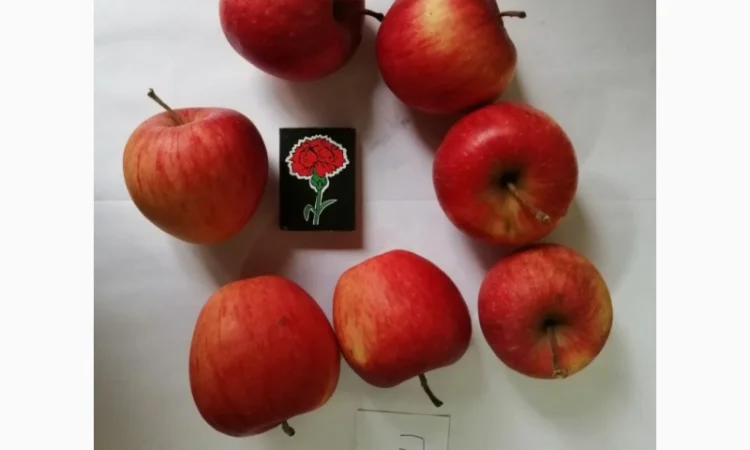 Срочно продаються яблука різних сортів та натуральний сік від виробника - фото № 1