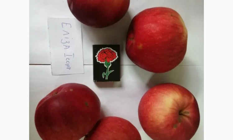 Срочно продаються яблука різних сортів та натуральний сік від виробника - фото № 3