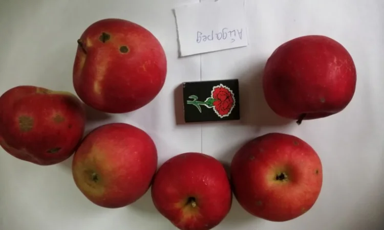 Срочно продаються яблука різних сортів та натуральний сік від виробника - фото № 4