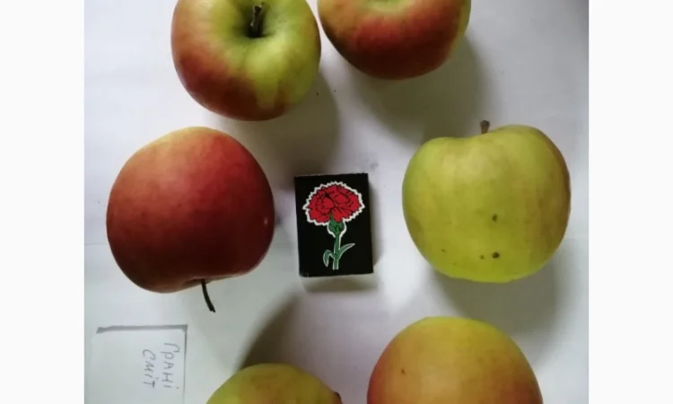 Срочно продаються яблука різних сортів та натуральний сік від виробника - фото № 5